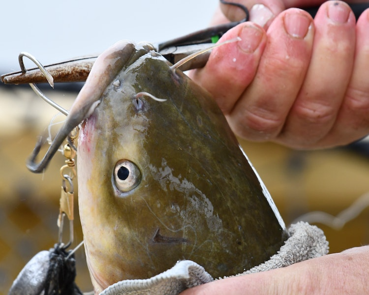 Ingenious Tips for Essay Hooks That Catch and Hold Readers Attention